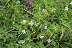 Oldenlandia salzmannii