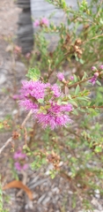 Melaleuca thymifolia