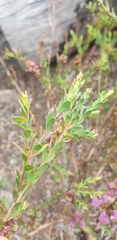 Melaleuca thymifolia