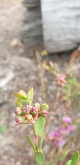 Melaleuca thymifolia