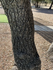 Quercus emoryi