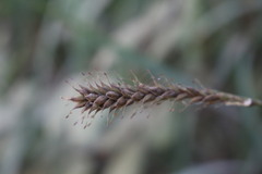 Carex salticola