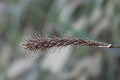 Carex salticola