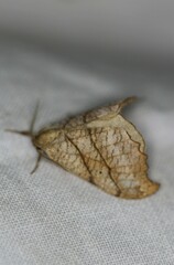 Drepana bilineata