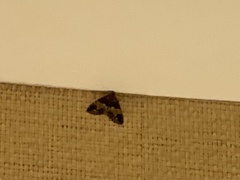 Hydriomena albifasciata