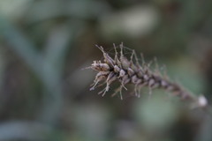 Carex salticola