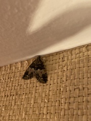 Hydriomena albifasciata