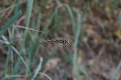 Carex salticola