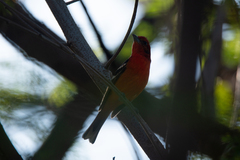 Piranga bidentata