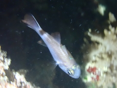 Nectamia