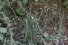 Carex salticola