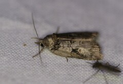 Nycteola