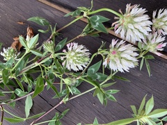 Trifolium vesiculosum