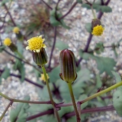 Senecio mohavensis