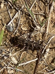 Neocicindela tuberculata