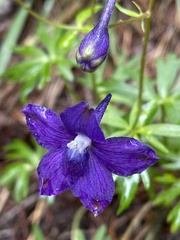 Delphinium menziesii