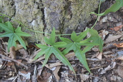 Dioscorea brachybotrya