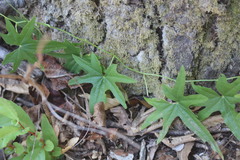 Dioscorea brachybotrya