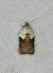Acleris braunana