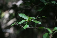 Archidasyphyllum diacanthoides