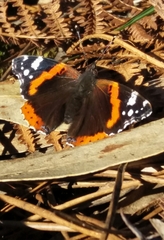 Vanessa atalanta atalanta