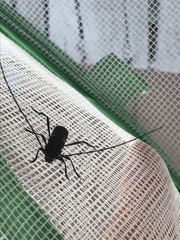 Tragidion coquus