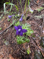 Delphinium menziesii