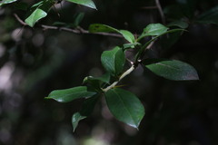 Archidasyphyllum diacanthoides