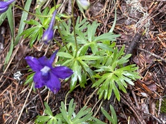 Delphinium menziesii