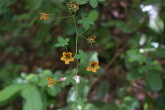 Tropaeolum ciliatum