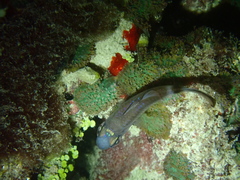 Nectamia