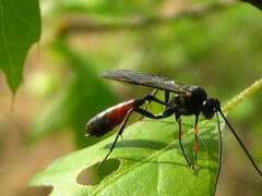 Campopleginae
