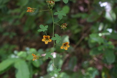 Tropaeolum ciliatum