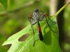 Campopleginae