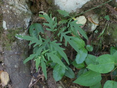 Solanum valdiviense