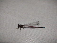 Oxyagrion terminale