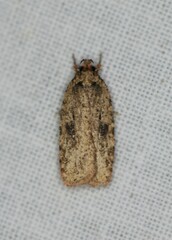 Agonopterix