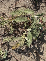 Tanacetum bipinnatum