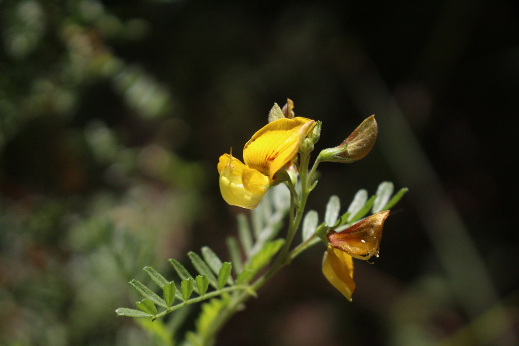 Adesmia propinqua
