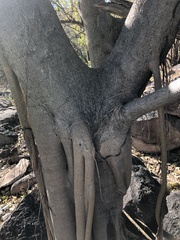 Ficus cotinifolia