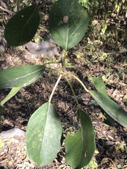 Ficus cotinifolia