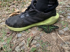 Graphium agamemnon agamemnon