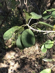 Ficus cotinifolia
