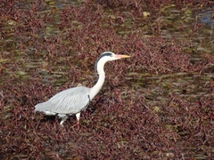 Ardea cinerea