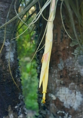 Tillandsia schiedeana