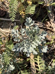 Ambrosia chamissonis