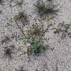 Senecio mohavensis