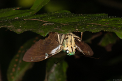 Astraptes fulgerator fulgerator