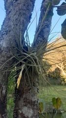 Tillandsia schiedeana