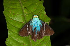 Astraptes fulgerator fulgerator